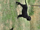 Chiots Cane Corso LOF à vendre