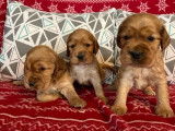 Des chiots Cockers Anglais LOF au pelage golden à réserver