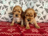 Des chiots Cockers Anglais LOF au pelage golden à réserver