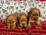 Des chiots Cockers Anglais LOF au pelage golden à réserver