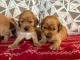 Des chiots Cockers Anglais LOF au pelage golden à réserver