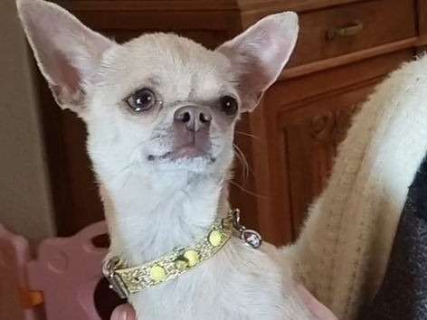 À vendre : chienne Chihuahua LOF fauve