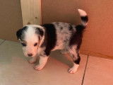 Chiots Border Collie tricolore merle
