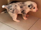 Chiots Border Collie tricolore merle