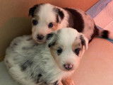 Chiots Border Collie tricolore merle