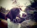 Chien Springer Anglais LOF  pour saillie