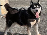 Une chienne Husky LOF à vendre