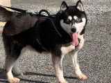 Une chienne Husky LOF à vendre