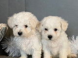 7 chiots Bichons Frisés LOF, à réserver