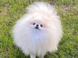 Chien Spitz LOF disponible pour saillie