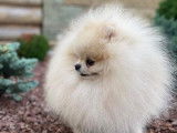 Chien Spitz LOF disponible pour saillie