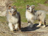 Deux chiots mâles Bergers des Shetland LOF à vendre