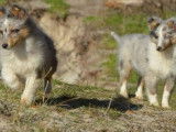 Deux chiots mâles Bergers des Shetland LOF à vendre