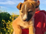 Chiot femelle fauve charbonnée à adopter