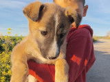 Chiot femelle fauve charbonnée à adopter