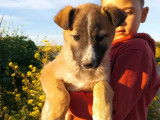 Chiot femelle fauve charbonnée à adopter