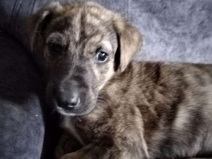 Chiot femelle de 2 mois à adopter