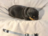 Chiots Rottweiler
