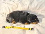 Chiots Rottweiler