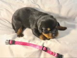 Chiots Rottweiler