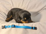 Chiots Rottweiler