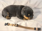 Chiots Rottweiler