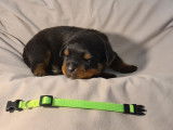 Chiots Rottweiler
