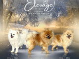 Chiots Spitz extra nain aux prestigieuses origines à naître