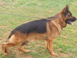 Berger Allemand avec excellent pedigree disponible pour saillies