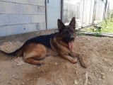Berger Allemand avec excellent pedigree disponible pour saillies