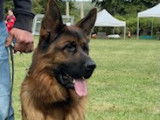 Berger Allemand avec excellent pedigree disponible pour saillies