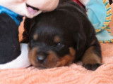 &Agrave; r&eacute;server : 7 chiots Rottweilers LOF