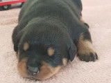 &Agrave; r&eacute;server : 7 chiots Rottweilers LOF