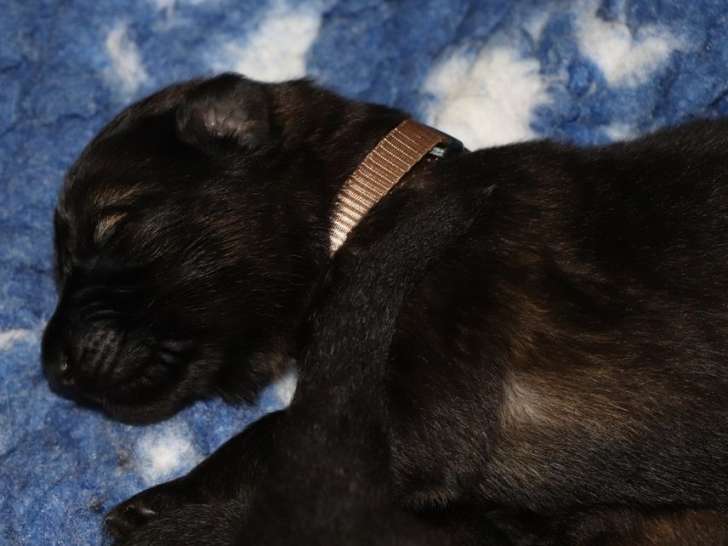 Des chiots Bergers Allemands à poil long à réserver (LOF)