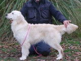 Une chienne Golden Retriever LOF à vendre
