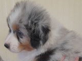 4 chiots mâles Bergers Australiens LOF, à vendre