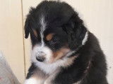 4 chiots mâles Bergers Australiens LOF, à vendre
