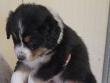 4 chiots mâles Bergers Australiens LOF, à vendre