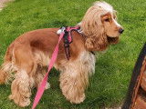 Cocker Anglais disponible pour saillie
