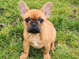 Un chiot Bouledogue Français femelle LOF fauve à vendre