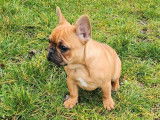 Un chiot Bouledogue Français femelle LOF fauve à vendre