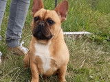 Un chiot Bouledogue Français femelle LOF fauve à vendre