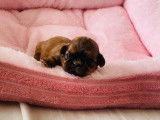 À réserver : 6 chiots Shih Tzu LOF