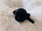 À réserver : 6 chiots Shih Tzu LOF