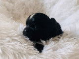 À réserver : 6 chiots Shih Tzu LOF