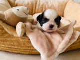 À réserver : 6 chiots Shih Tzu LOF