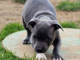 Chiot mâle Staffie LOF gris panaché blanc à vendre