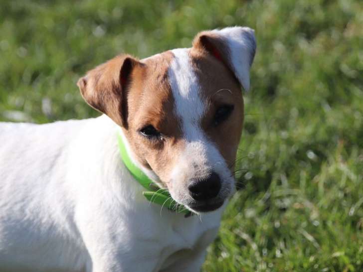 Chiot Jack Russell Terrier femelle LOF blanc et fauve à vendre