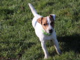 Chiot Jack Russell Terrier femelle LOF blanc et fauve à vendre