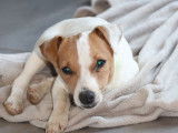 Chiot Jack Russell Terrier femelle LOF blanc et fauve à vendre